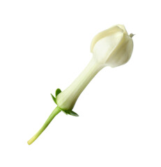 Beautiful aromatic jasmine flower isolated on white