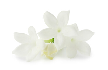Fototapeta premium Beautiful aromatic jasmine flowers isolated on white