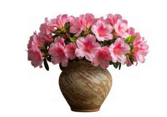 Pink azalea flowers in vase isolated on transparent background. use for greeting cards, invitations, and decorative design elements.