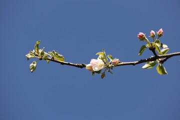 Beautiful blossoming apple tree with pink flowers under blue sky, low angle view