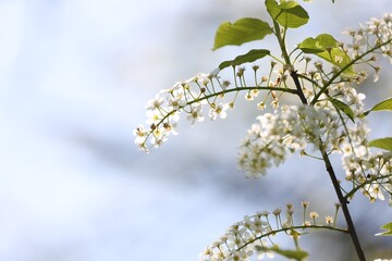Beautiful blossoming plum tree with white flowers outdoors, closeup. Space for text