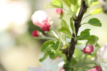Beautiful blossoming apple tree with pink flowers outdoors, closeup. Space for text