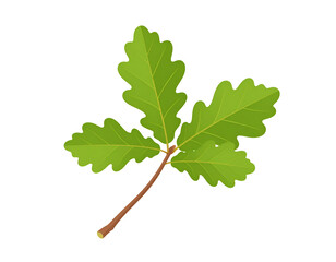 Detailed illustration of a vibrant green oak leaf with a brown stem, showcasing its intricate texture and shape