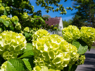 初夏に咲くオオデマリと青空の風景
Early Summer Vibes: Viburnum Flowers under the...