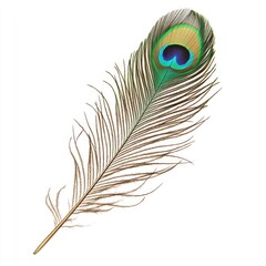Obraz premium Peacock feather