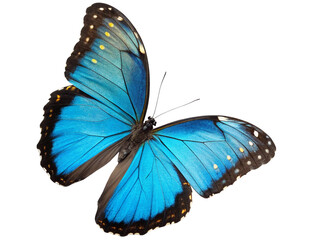 Blue Morpho Butterfly Isolated PNG or JPEG Background