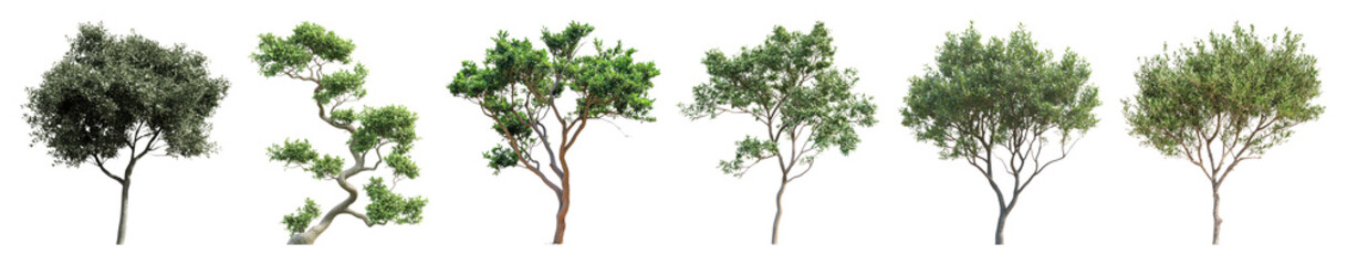 PNG Diverse realistic tree illustrations, element set on transparent background