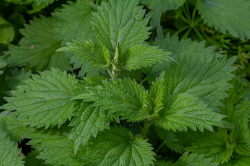 Urtica dioica or stinging nettle, in the garden. Stinging nettle, a medicinal plant that is used as a bleeding, diuretic, antipyretic, wound healing, antirheumatic agent