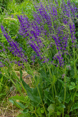 Fototapeta premium Salvia pratensis, the meadow clary or meadow sage, is a species of flowering plant in the family Lamiaceae, native to Europe, western Asia and northern Africa