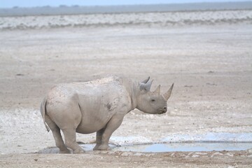 Fototapeta premium white rhino close up portrait