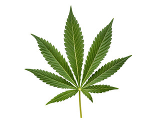 Cannabis Leaf Isolated PNG or JPEG Background