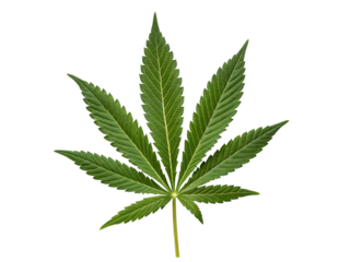 Cannabis Leaf Isolated PNG or JPEG Background