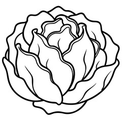 Minimalist Iceberg Lettuce Vector Illustration