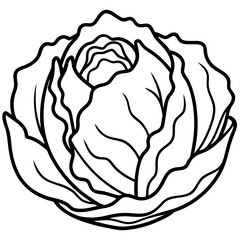 Minimalist Iceberg Lettuce Vector Illustration