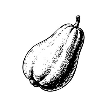 Hand drawn chayote fruit illustration
