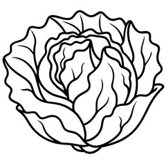 Minimalist Iceberg Lettuce Vector Illustration