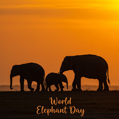 Fototapeta premium African Elephant Family Silhouette Sunset