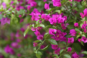 Beautiful blooming bougainvillea flowers in spring after rain