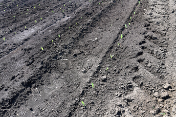 Growing plants on the agricultural land