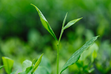 Green tea shoots grow in spring , China