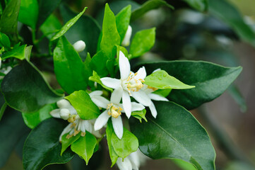 Papagan Mandarin Orange flowering in spring