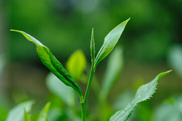 Green tea shoots grow in spring , China