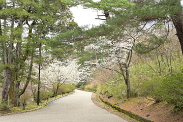 弥彦もみじ谷の桜（新潟県）