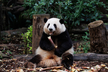 Obraz premium Giant panda eat bamboo leaves at chengdu, china