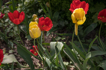 Picturesque spring park on a sunny day