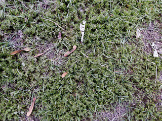 Green weeds on the ground, closeup