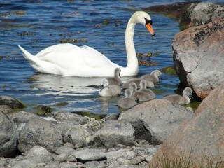 Baby swans photograph taken in Hanko, Finland