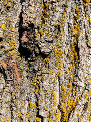 Dry tree bark texture as background
