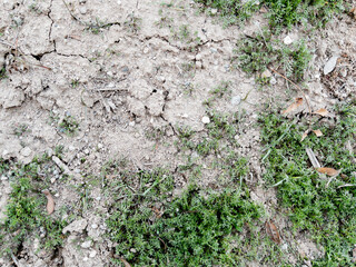 Green weeds on the ground, closeup