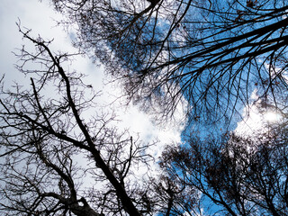 Bottom view of a trees in a forest