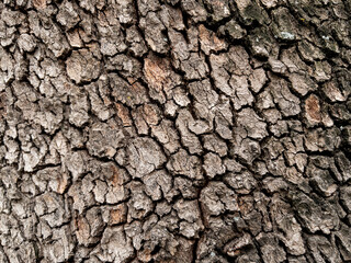 Dry tree bark texture as background