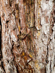 Dry tree bark texture as background
