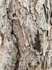 Dry tree bark texture as background