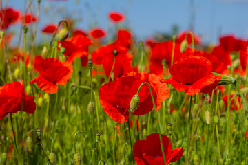 Papaver rhoeas or common poppy, red poppy is an annual herbaceous flowering plant in the poppy...