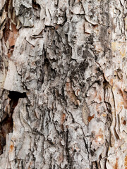 Dry tree bark texture as background