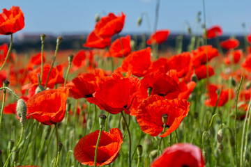 Papaver rhoeas or common poppy, red poppy is an annual herbaceous flowering plant in the poppy family, Papaveraceae, with red petals