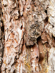 Dry tree bark texture as background