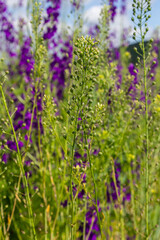 Camelina microcarpa, Brassicaceae. Wild plant shot in spring
