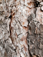 Dry tree bark texture as background