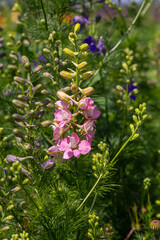 Pink and purple Delphinium Larkspur flowering plant in flower field, the Ranunculaceae family