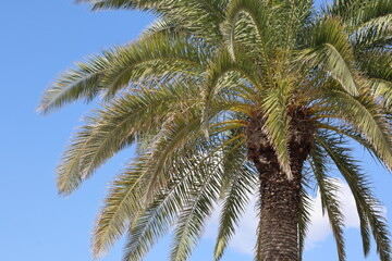 Obraz premium Lush palm tree reaches toward clear blue sky in tropical setting during sunny afternoon