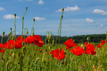 Papaver rhoeas or common poppy, red poppy is an annual herbaceous flowering plant in the poppy...
