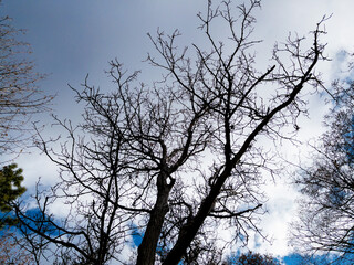 Bottom view of a trees in a forest
