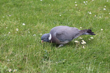 Pigeon foraging on grass among white daisies in a vibrant park setting during daytime