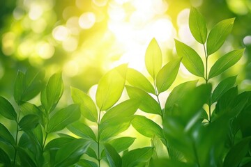 Obraz premium Close-up of fresh green leaves illuminated by soft sunlight with a bokeh background creating a serene and vibrant natural scene