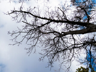 Bottom view of a trees in a forest